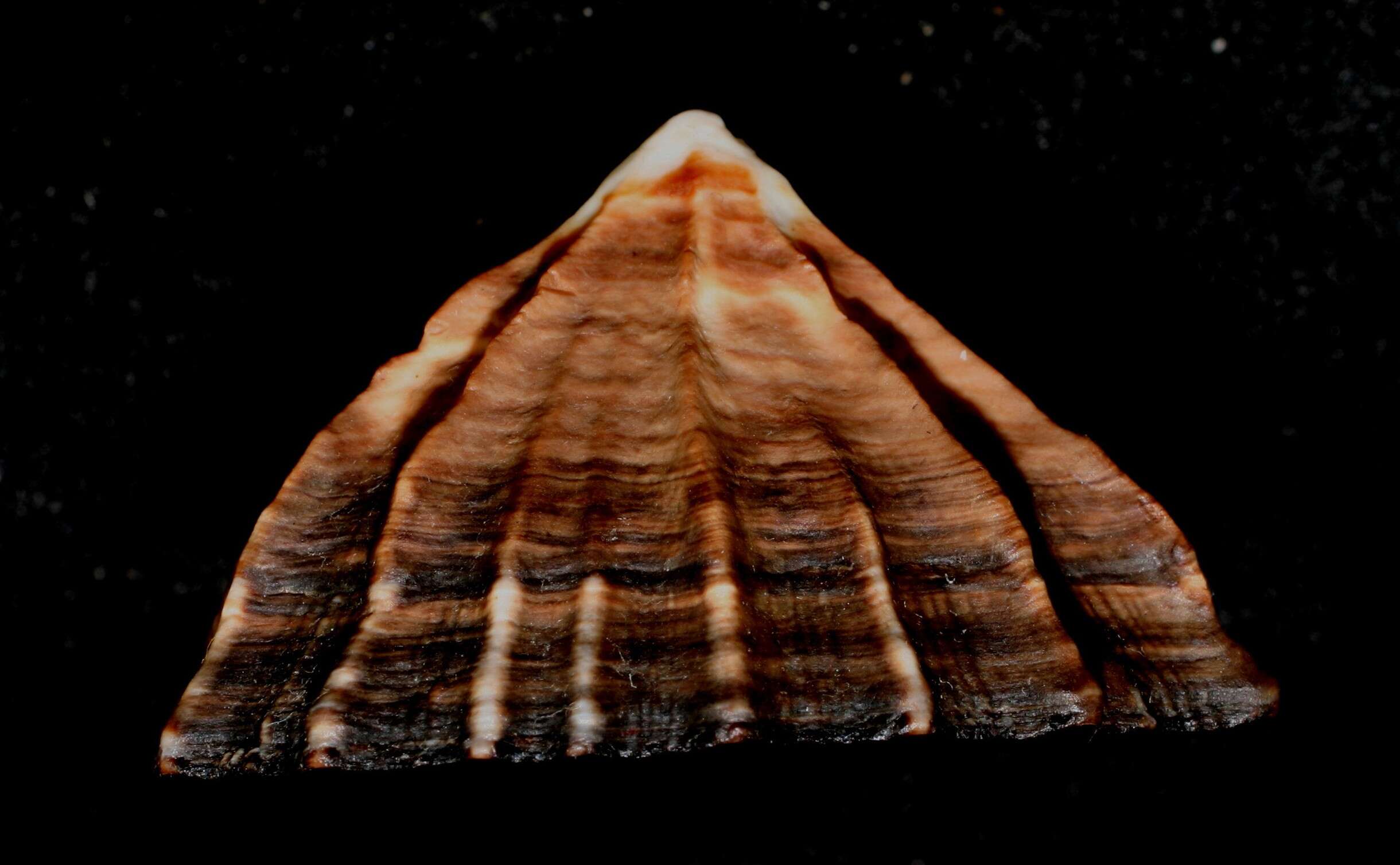 Image of Siphonaria gigas G. B. Sowerby I 1825