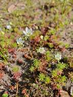 Image de Sabulina californica (A. Gray) Dillenb. & Kadereit