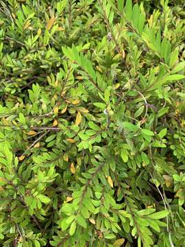 Image de Phyllanthus myrtifolius (Wight) Müll. Arg.