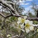 صورة Prunus geniculata Harper