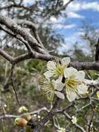 صورة Prunus geniculata Harper