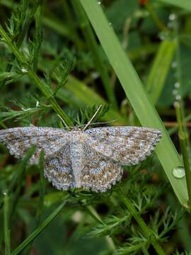 Scopula immorata Linnaeus 1758 resmi