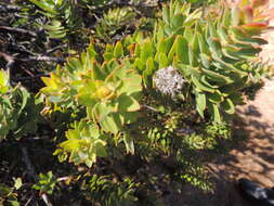 Image of Leucospermum oleifolium (P. J. Bergius) R. Br.