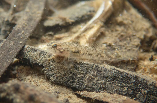 Image of Masago snubnose goby