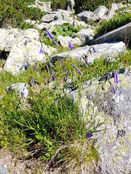 Image of Campanula serrata (Kit. ex Schult.) Hendrych