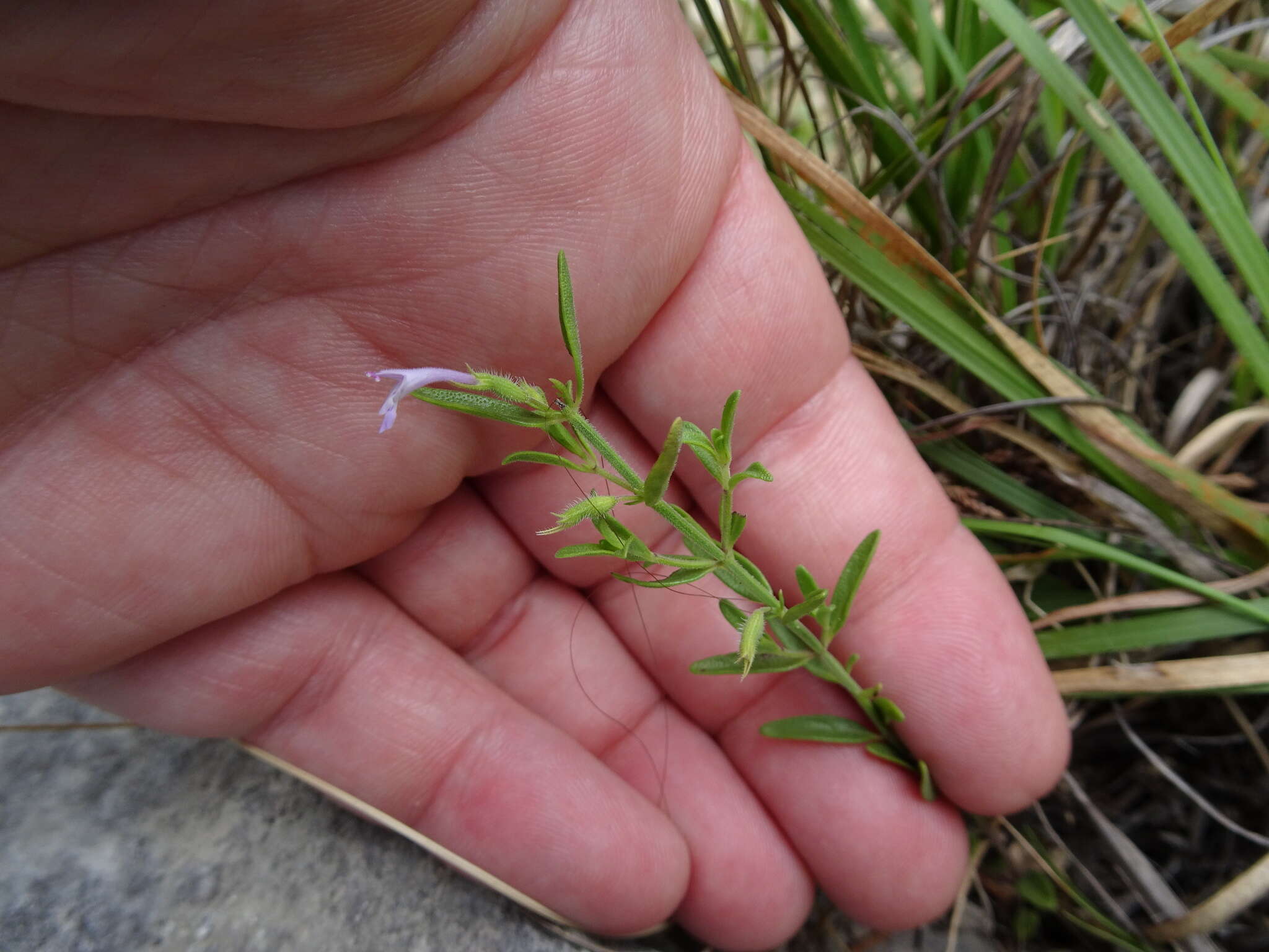 Hedeoma reverchonii (A. Gray) A. Gray resmi