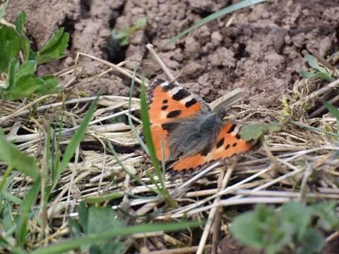 Imagem de Aglais urticae Linnaeus 1758