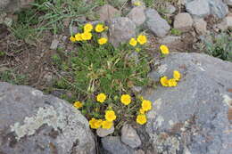 Слика од Potentilla argaea Boiss. & Bal.