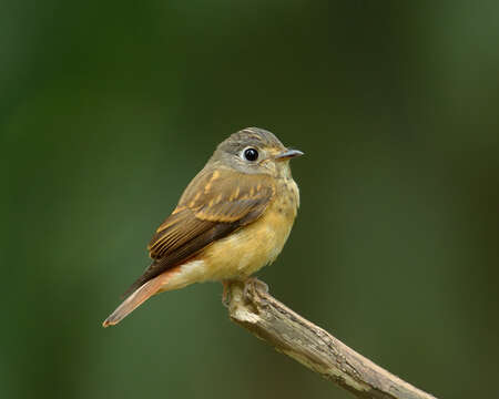 Image of Ferruginous Flycatcher