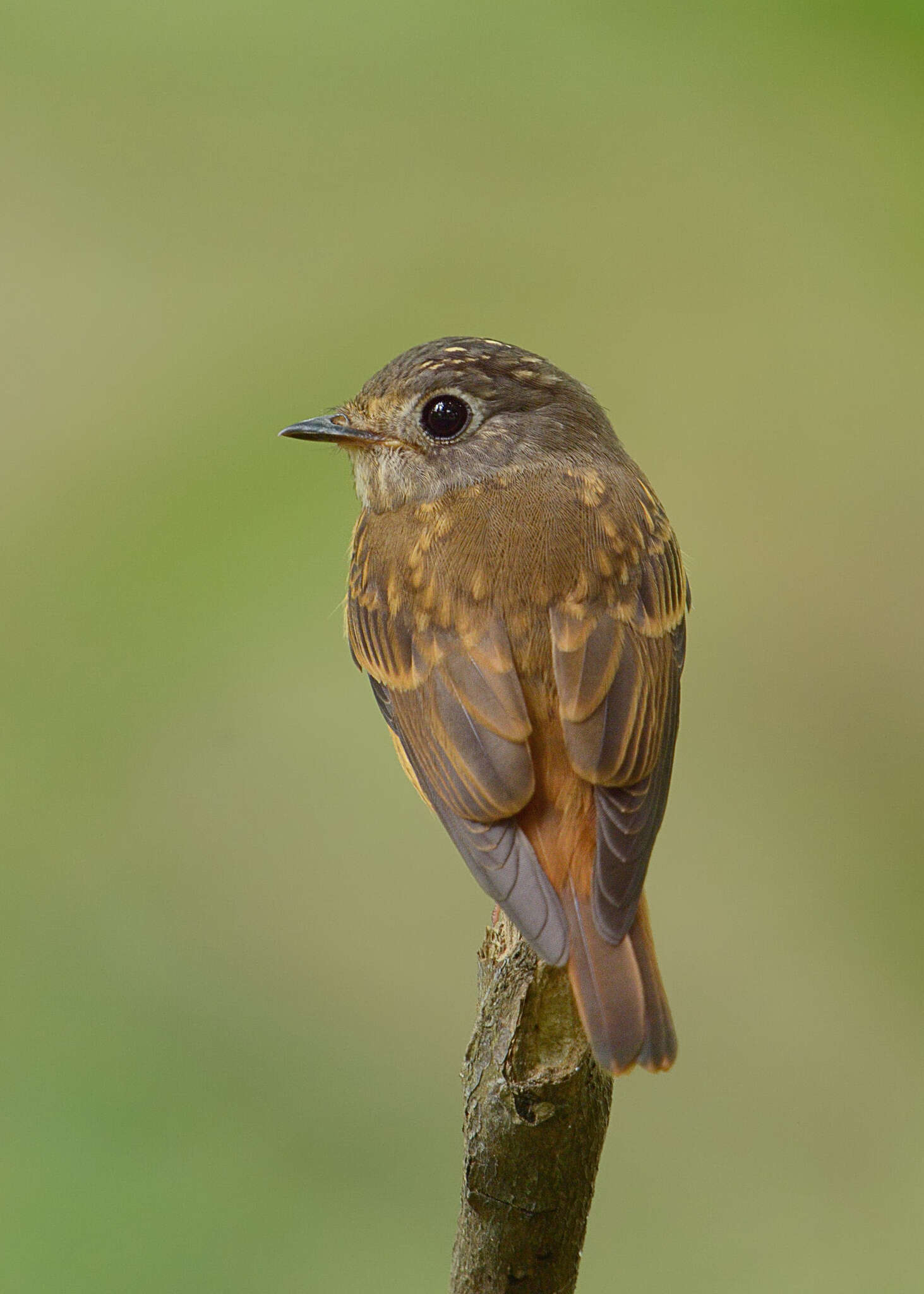 Plancia ëd Muscicapa ferruginea (Hodgson 1845)