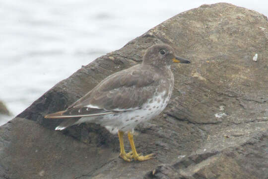 Plancia ëd Calidris virgata (Gmelin & JF 1789)