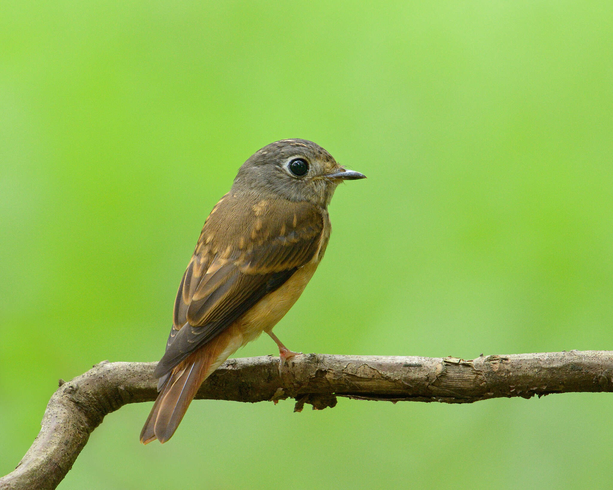 Plancia ëd Muscicapa ferruginea (Hodgson 1845)