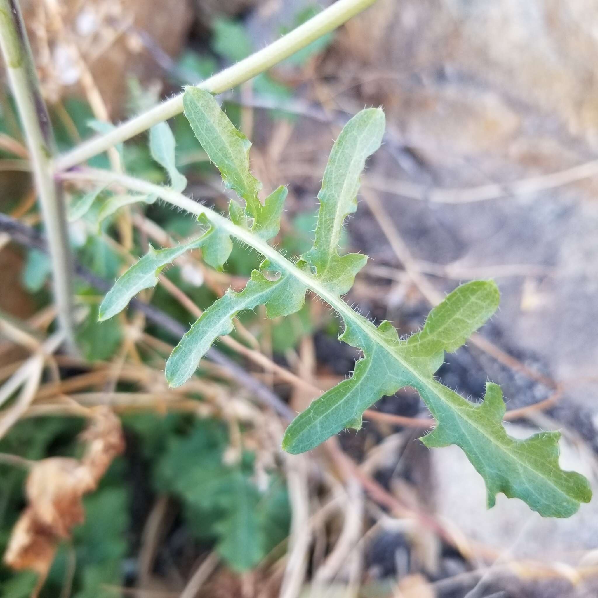 Plancia ëd Dryopetalon runcinatum A. Gray