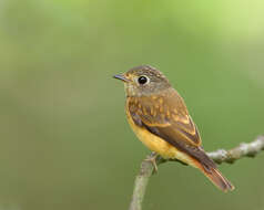 Image of Ferruginous Flycatcher