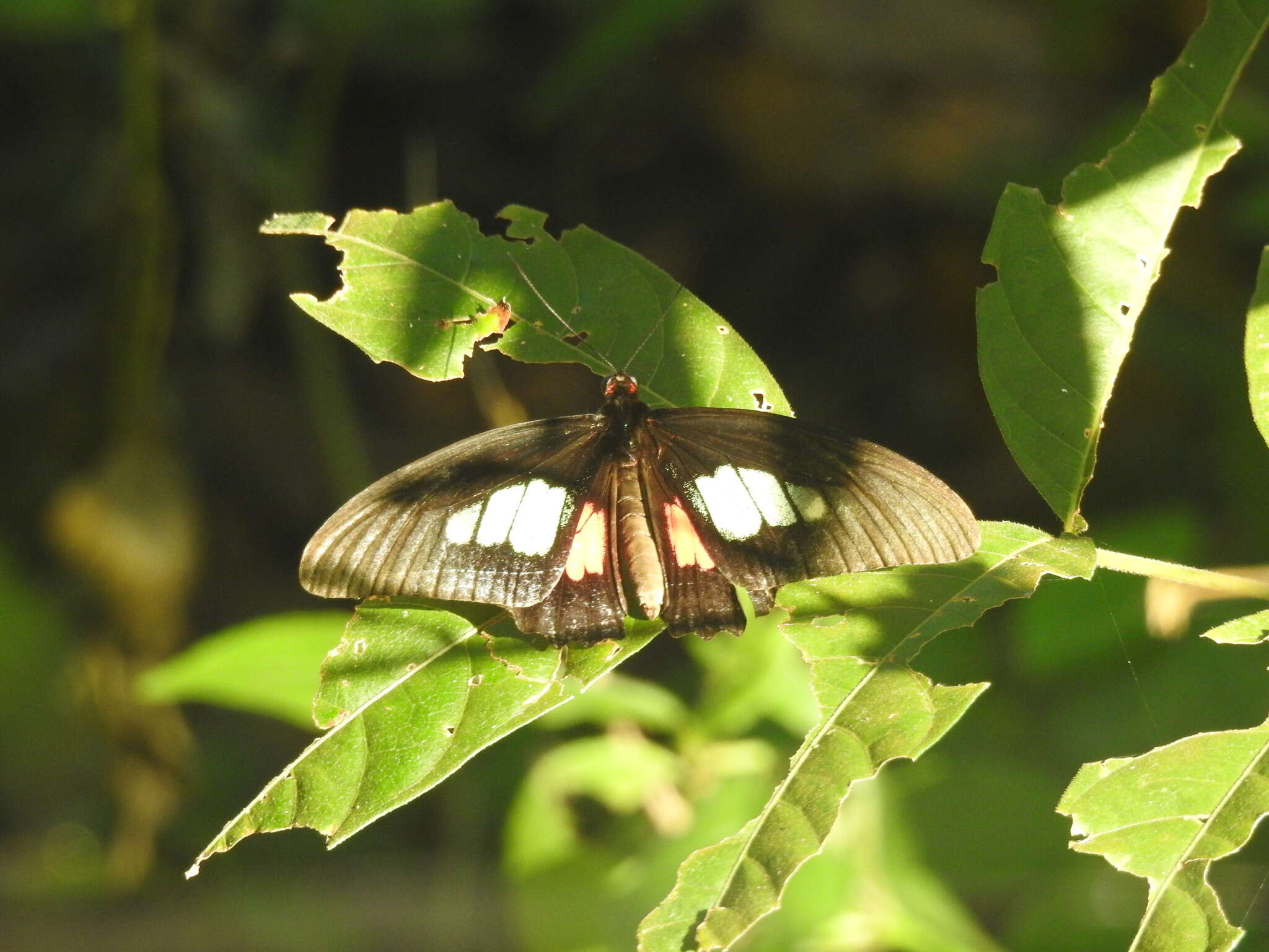 صورة <i>Parides eurimedes mylotes</i> (Bates 1861)