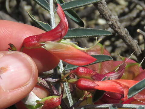 Image of Lessertia frutescens subsp. frutescens