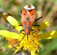 صورة Haemobaphus concinnus (Dallas & W. S. 1852)