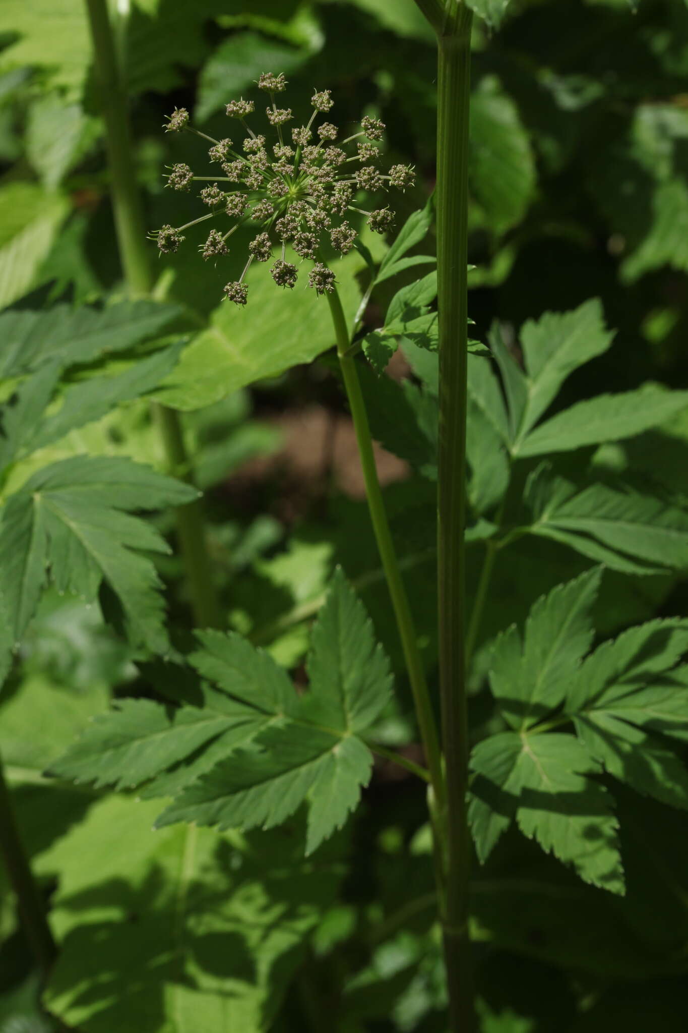 Selinum physospermifolium (Albov) Hand resmi