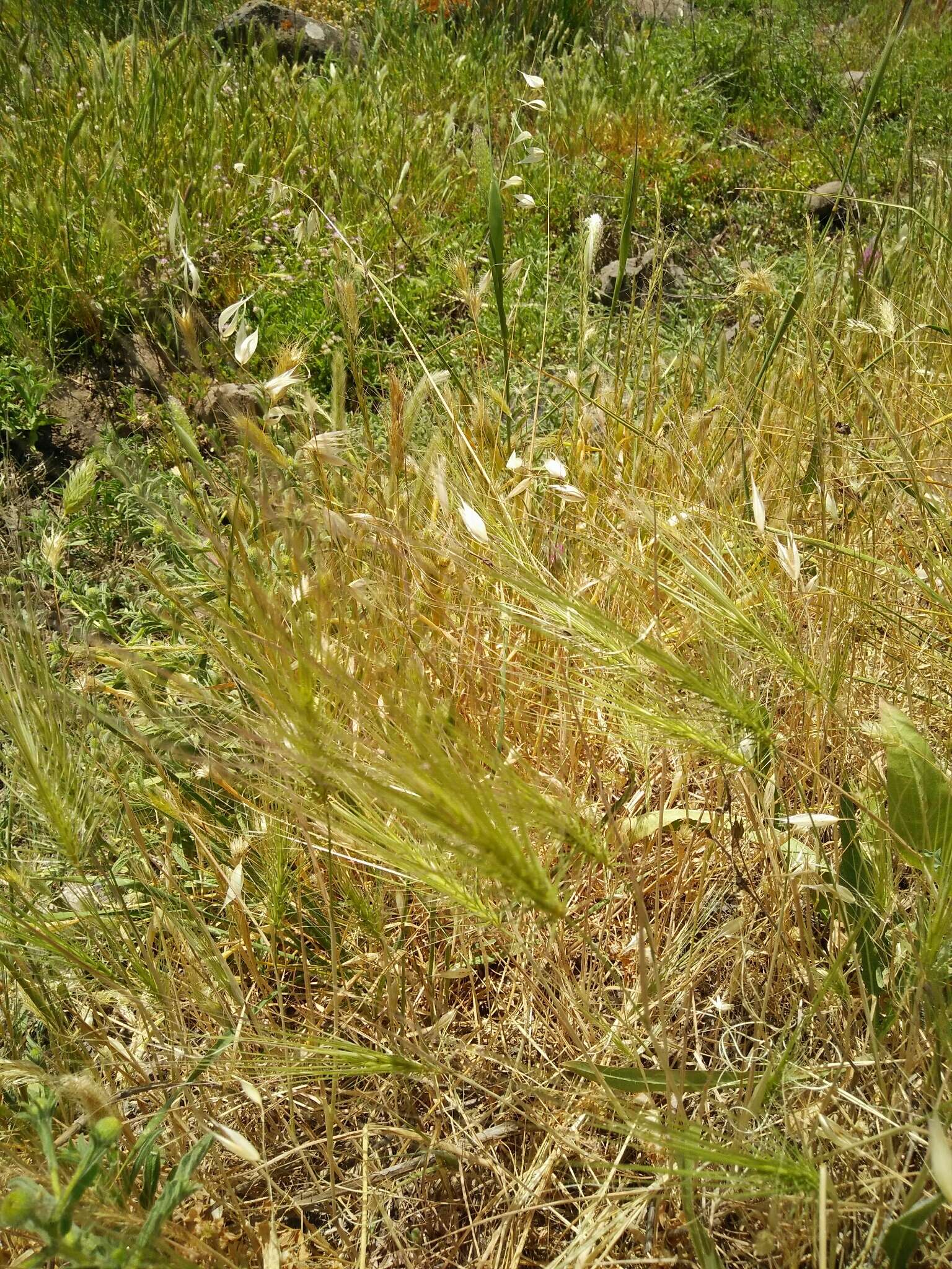 Image of Narrow-leaved Water-dropwort