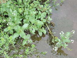 Image of Blue Water-speedwell