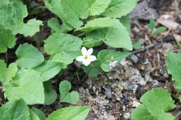 Imagem de Viola canadensis var. scopulorum A. Gray