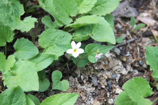 Viola canadensis var. scopulorum A. Gray的圖片