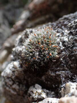 Слика од Coscinodon calyptratus C. E. O. Jensen ex Kindberg 1897