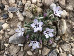 Image of Great Basin langloisia