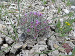 Image of Barr's milkvetch