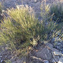 Ephedra torreyana S. Watson的圖片