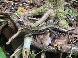 Image of Madagascar Girdled Lizard