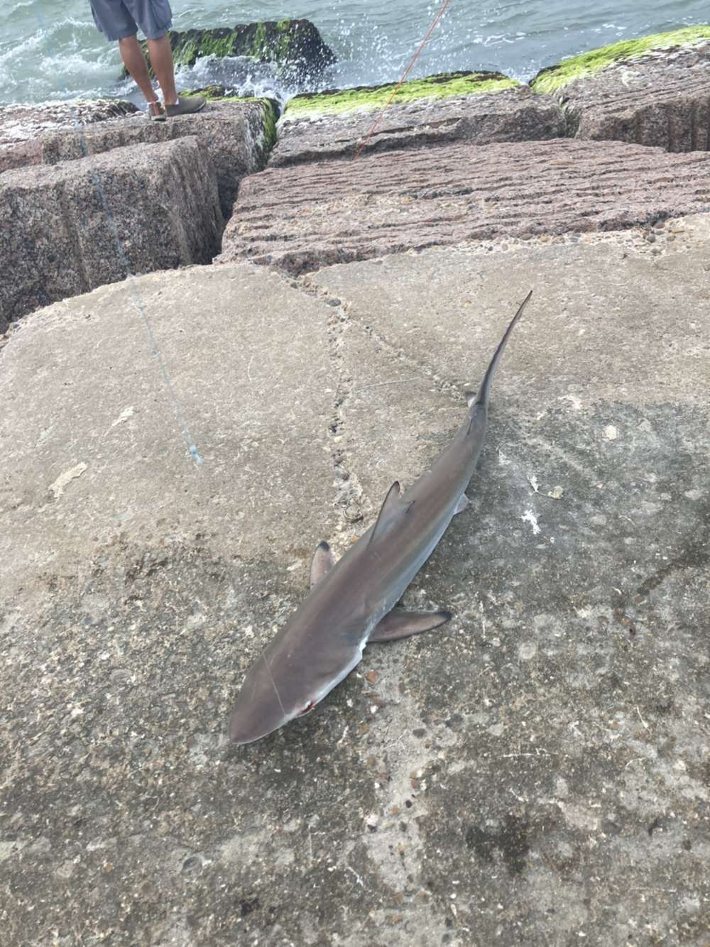 Image de Requin nene pointe