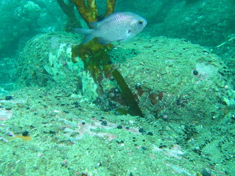 Image de Chromis crusma (Valenciennes 1833)