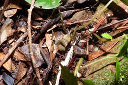 Image of Asarum epigynum Hayata