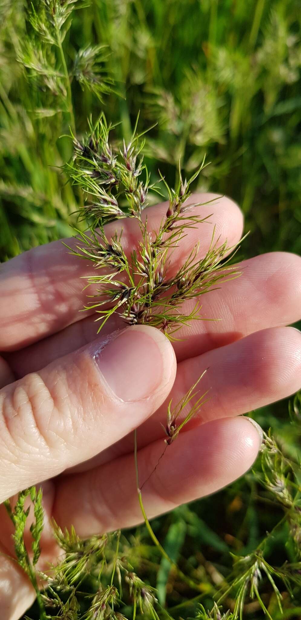 Image of Poa bulbosa f. vivipara (Koeler) Maire