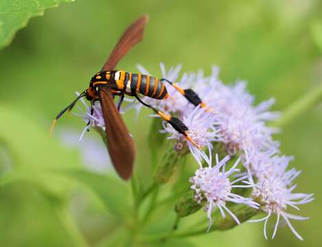 Image of Texas Wasp Moth