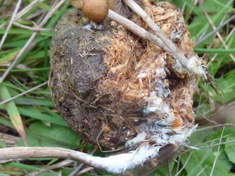 Image of Psilocybe alutacea Y. S. Chang & A. K. Mills 2006