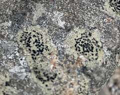 Image of disc lichen