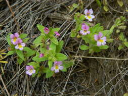 Слика од Diplacus clivicola (Greenm.) G. L. Nesom