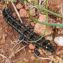 Image of Pasture Day Moth