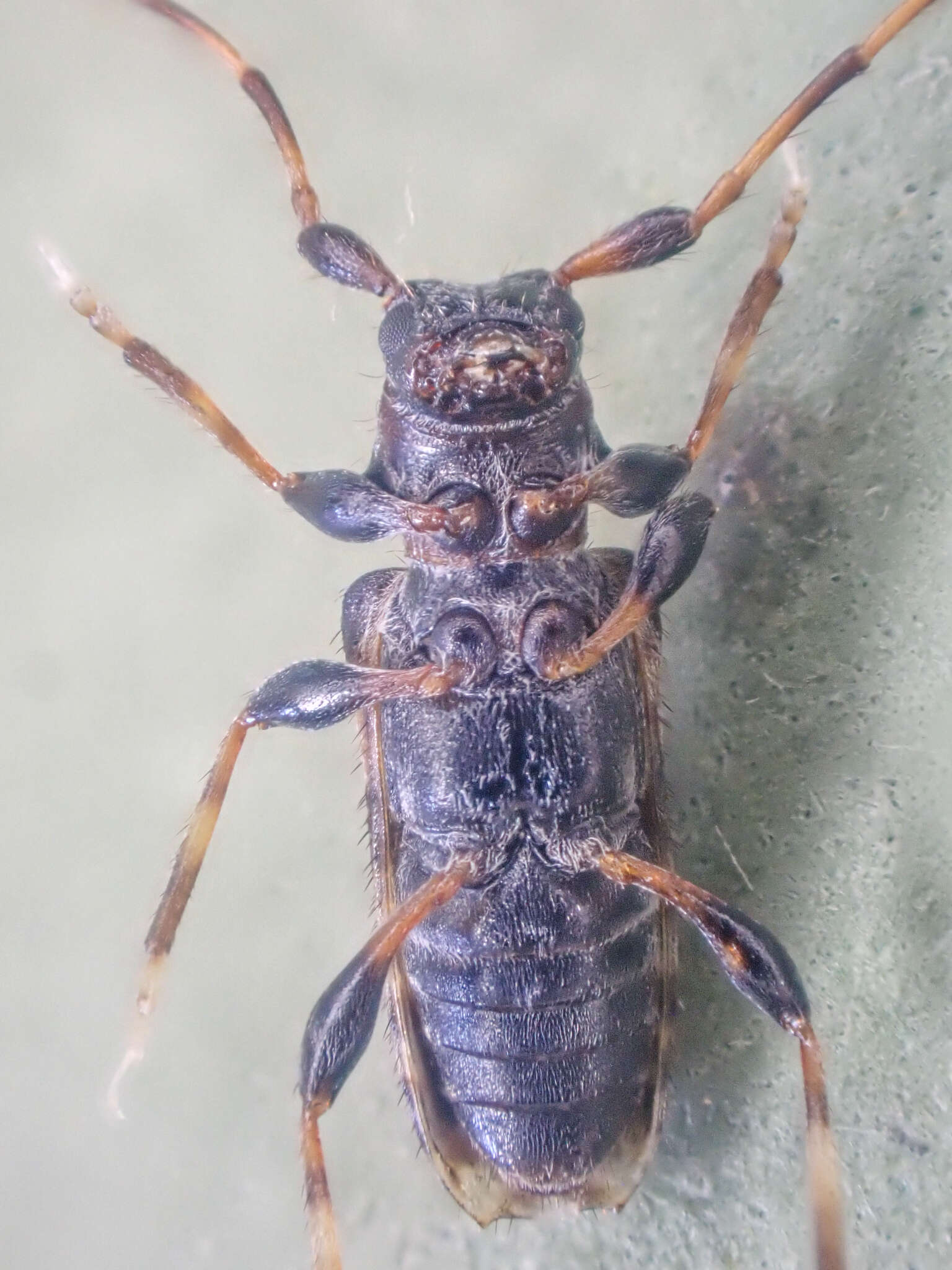 Image of Pogonocherus mixtus Haldeman 1847