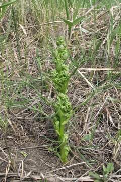 Image of Trinia multicaulis (Poir.) Schischkin