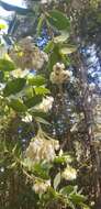 Image de Arctostaphylos andersonii A. Gray