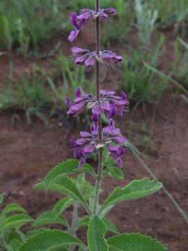 Ocimum serratum (Schltr.) A. J. Paton的圖片