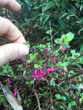 Imagem de Fuchsia microphylla Kunth