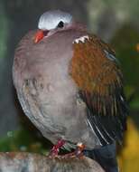 Image of Common Emerald Dove