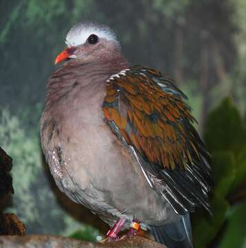 Image of Common Emerald Dove