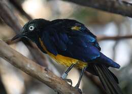 Image of Golden-breasted Starling