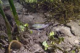 Image of Pearly monocle bream