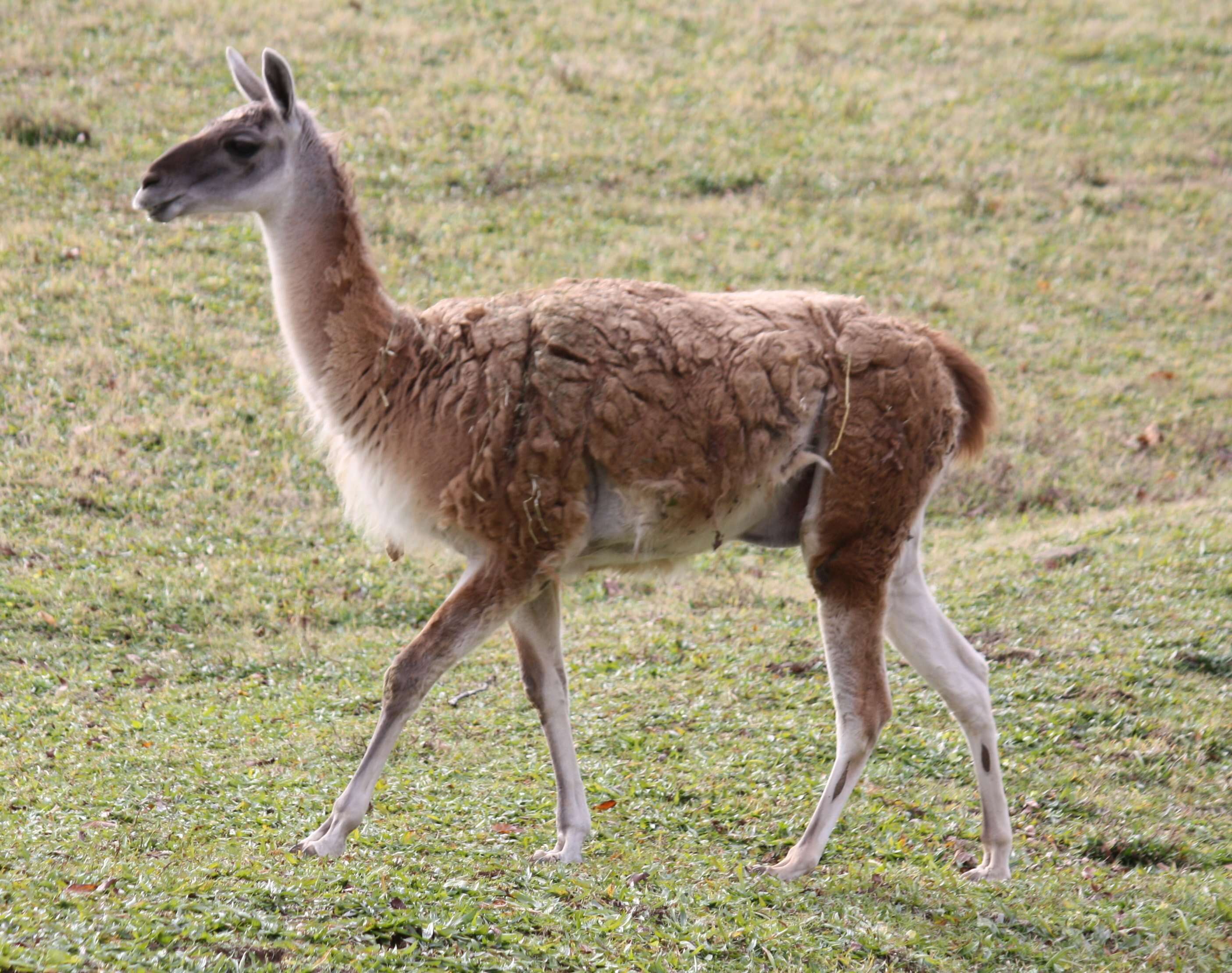 Image of Guanaco